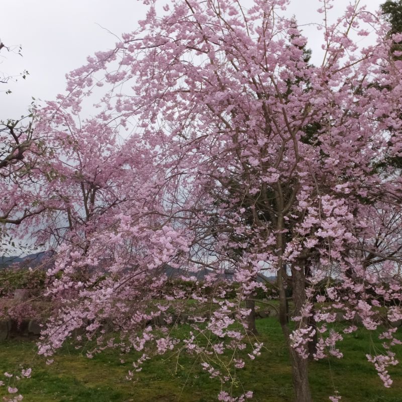 篠山城桜祭り　ありがとうございました