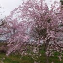 画像: 篠山城桜祭り　ありがとうございました